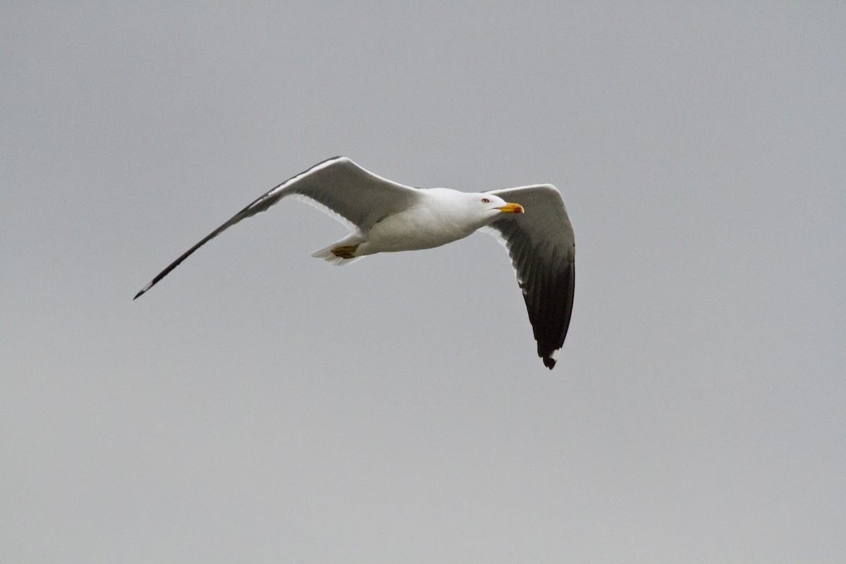 Lesser Black-backed Gull (fuscus) - ML636037650