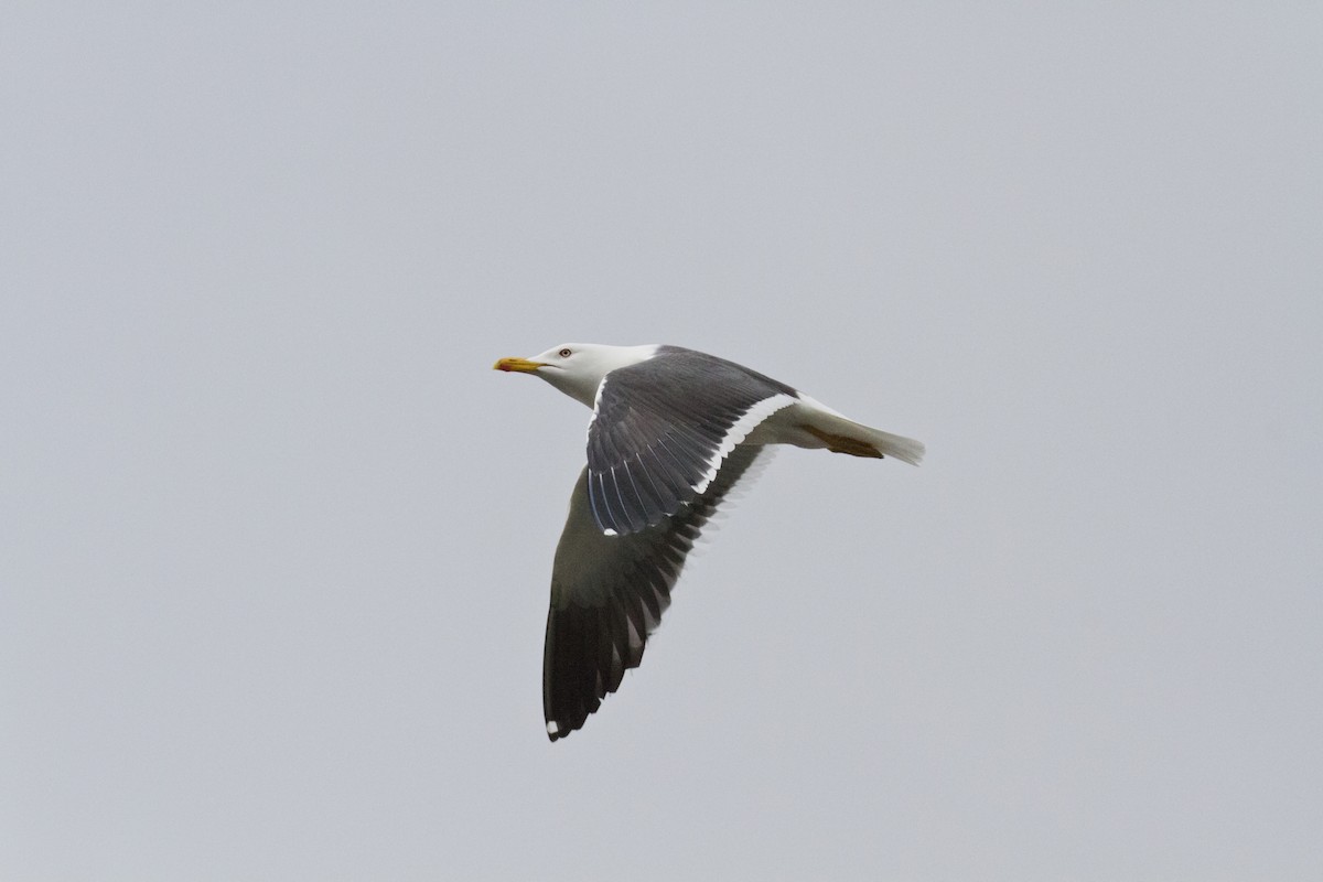 Lesser Black-backed Gull (fuscus) - ML636037652