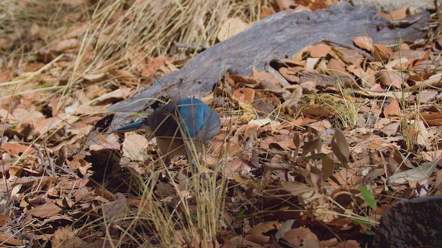 Mexican Jay (Arizona) - ML636037659