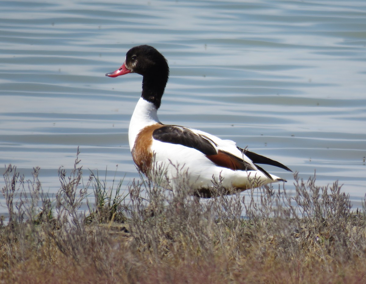 Common Shelduck - ML636037748