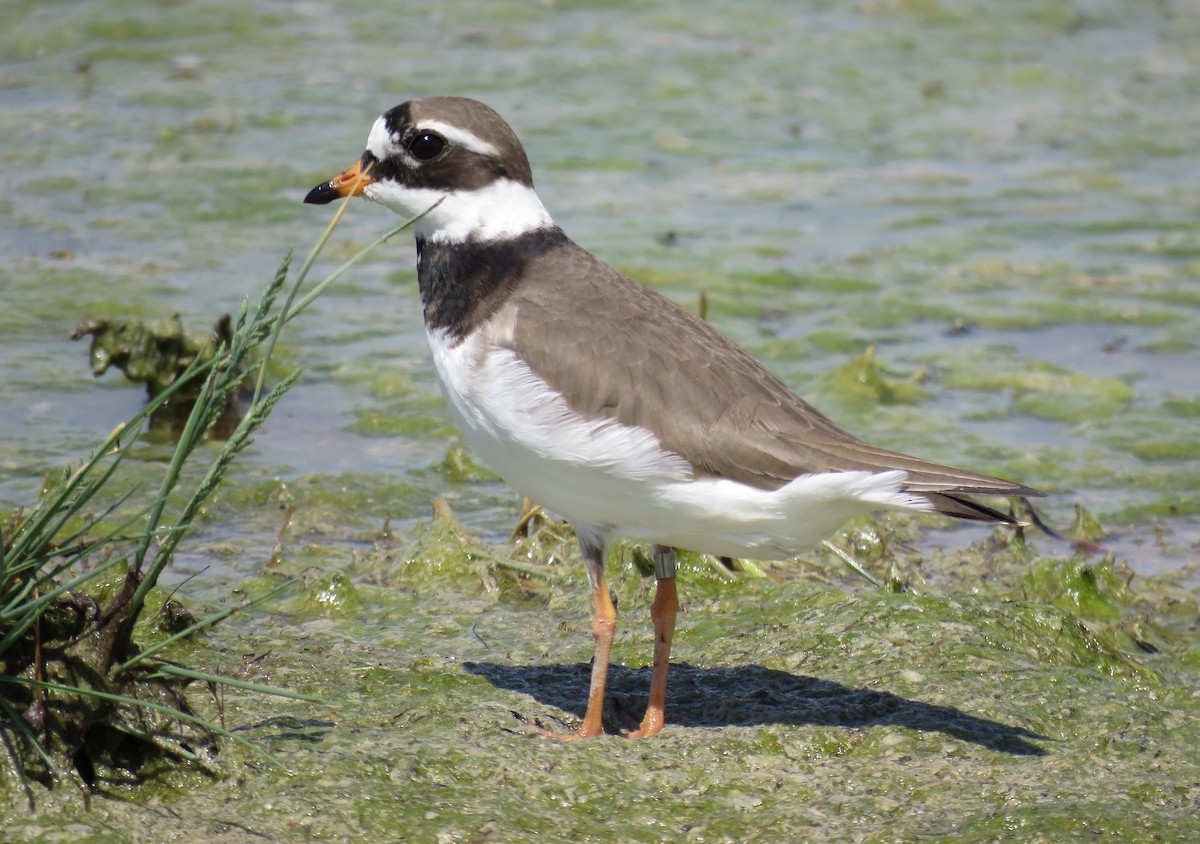 Common Ringed Plover - ML636037763