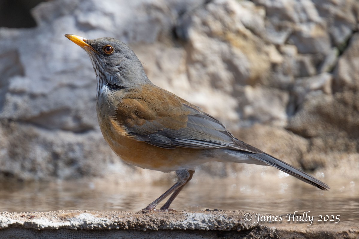 Rufous-backed Robin - ML636037790
