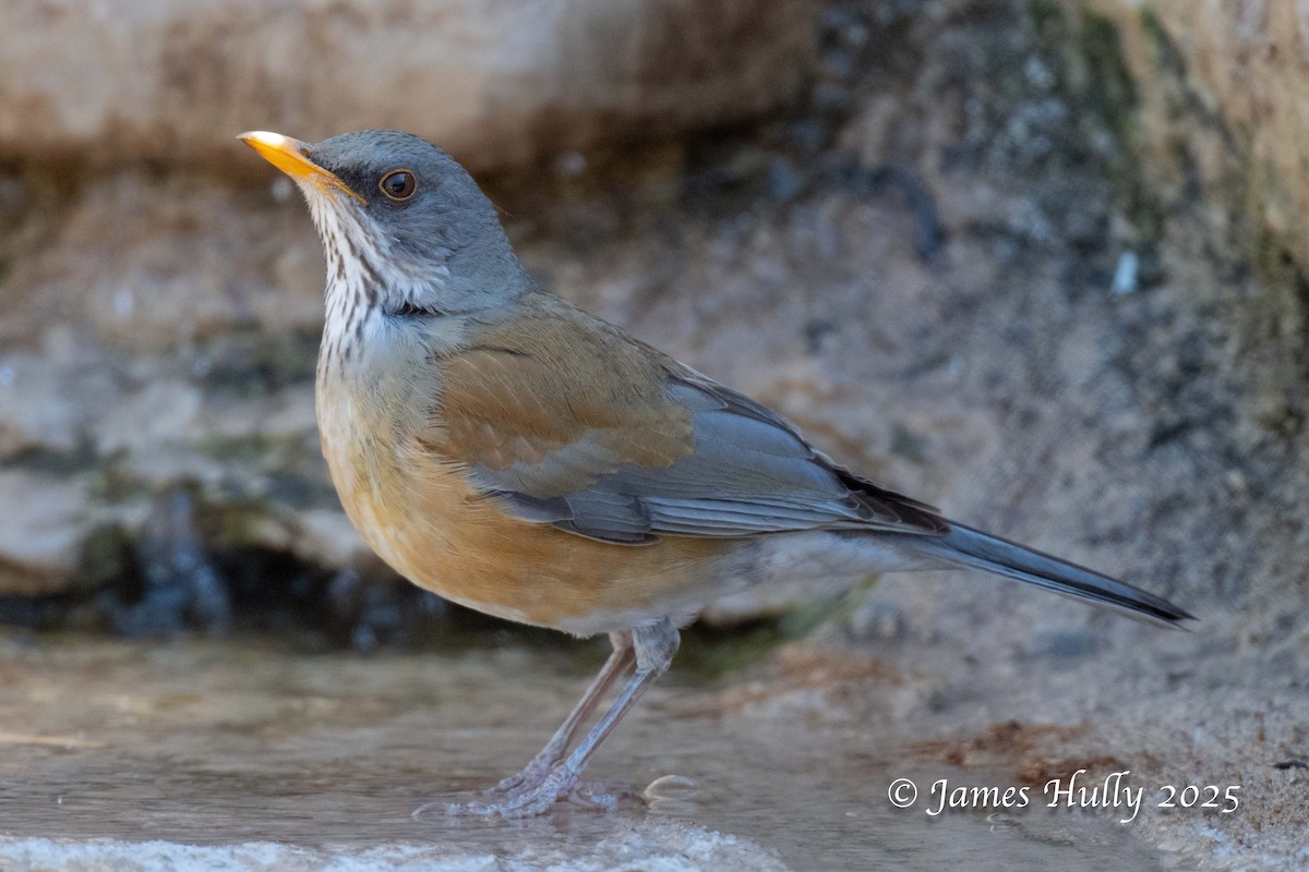 Rufous-backed Robin - ML636037803
