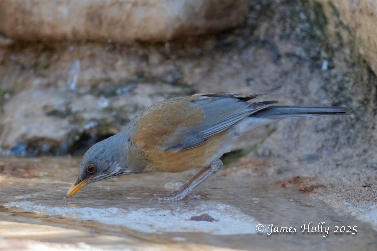 Rufous-backed Robin - ML636037812
