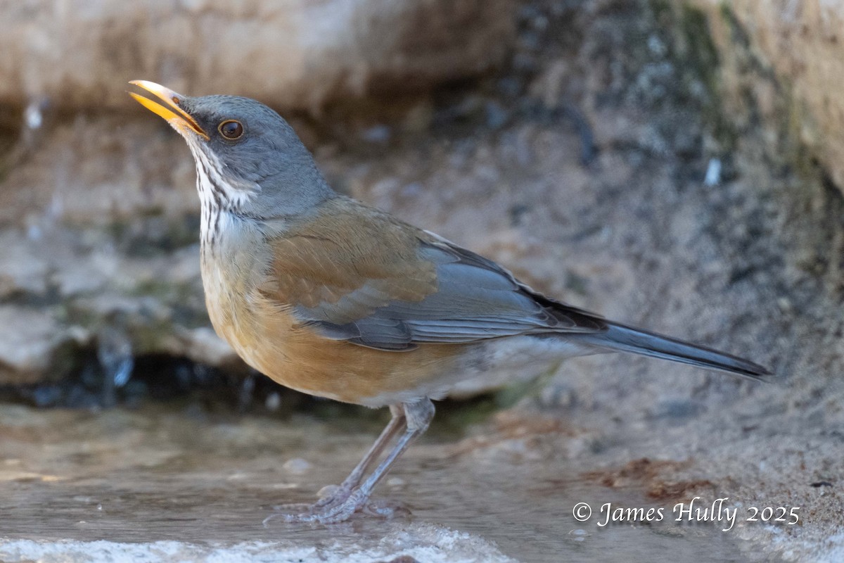 Rufous-backed Robin - ML636037813