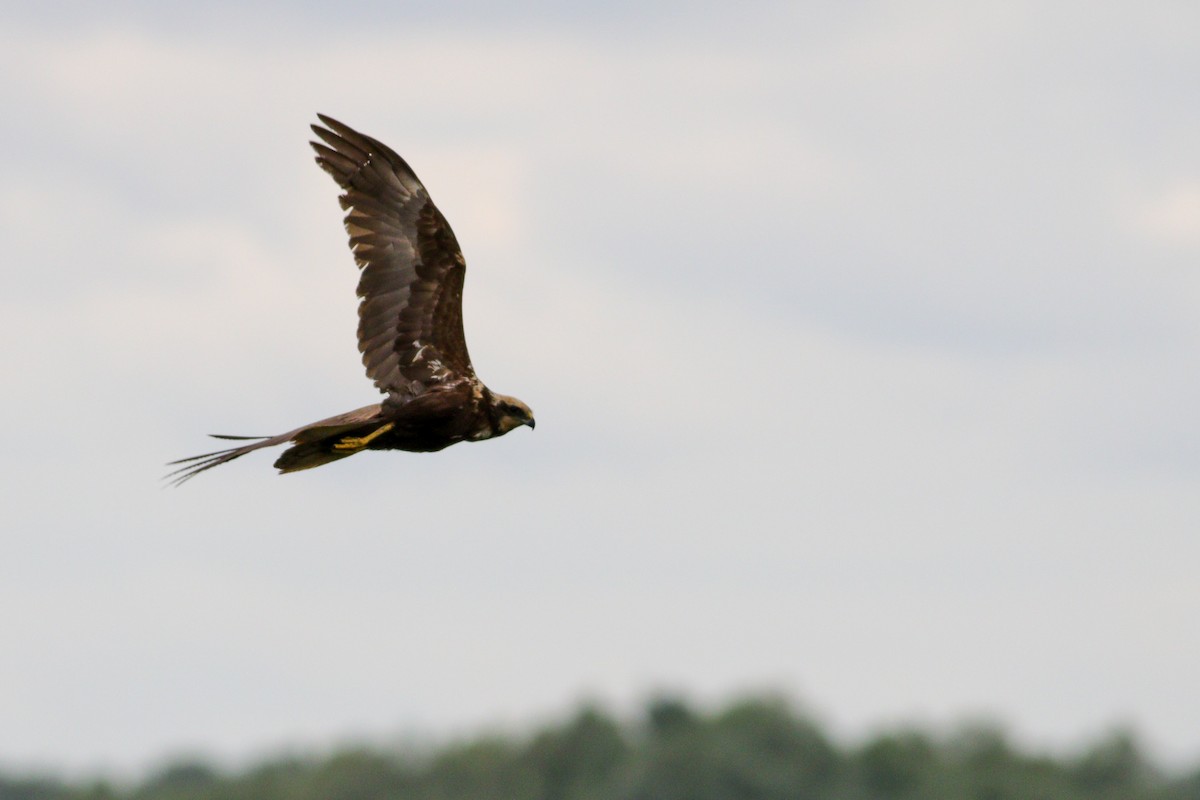 Western Marsh Harrier - ML636037815