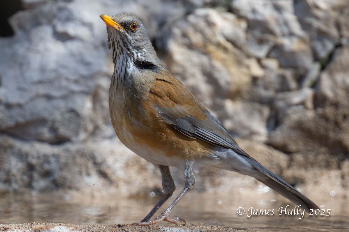 Rufous-backed Robin - ML636037830