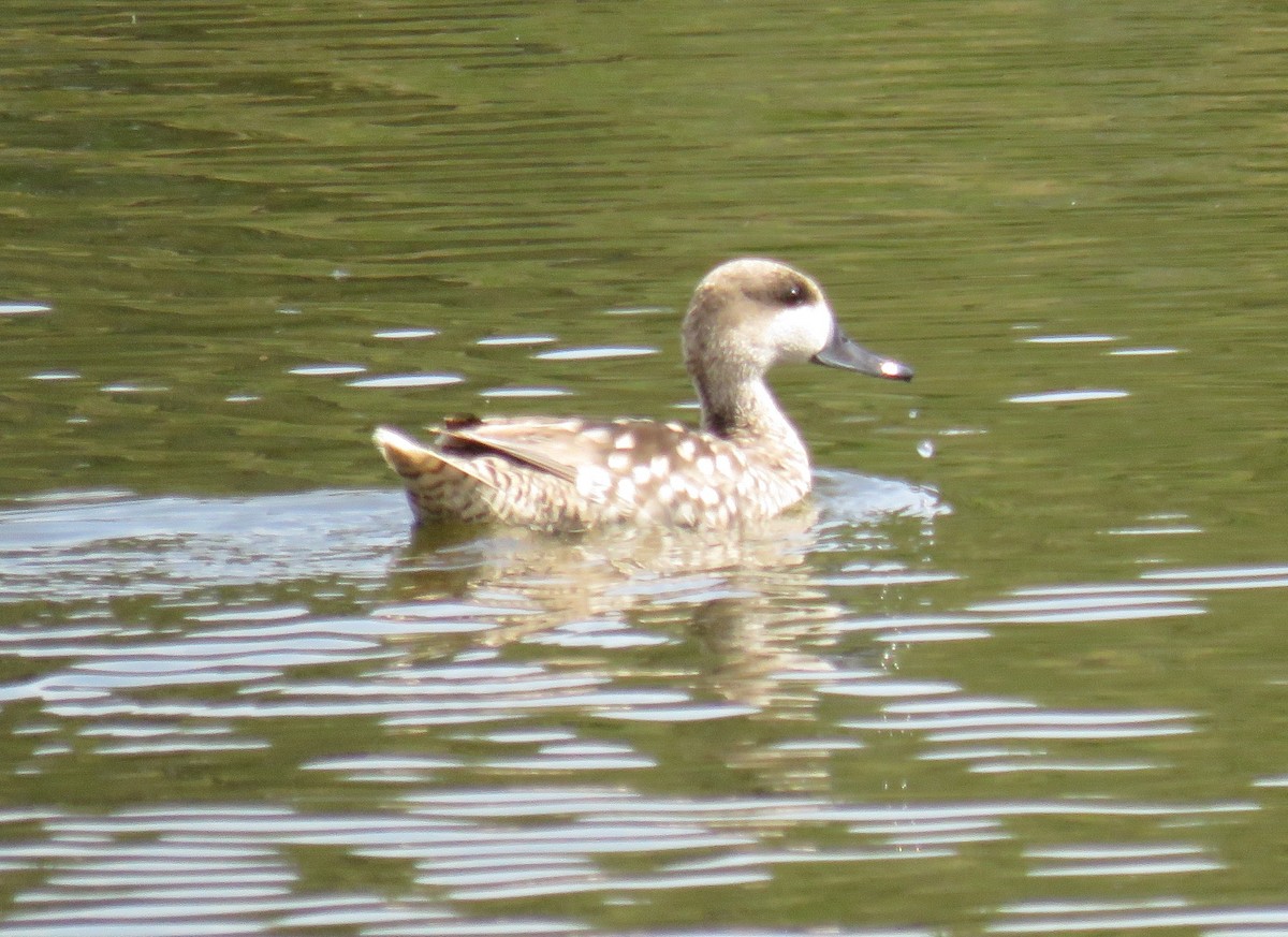Marbled Duck - ML636037835