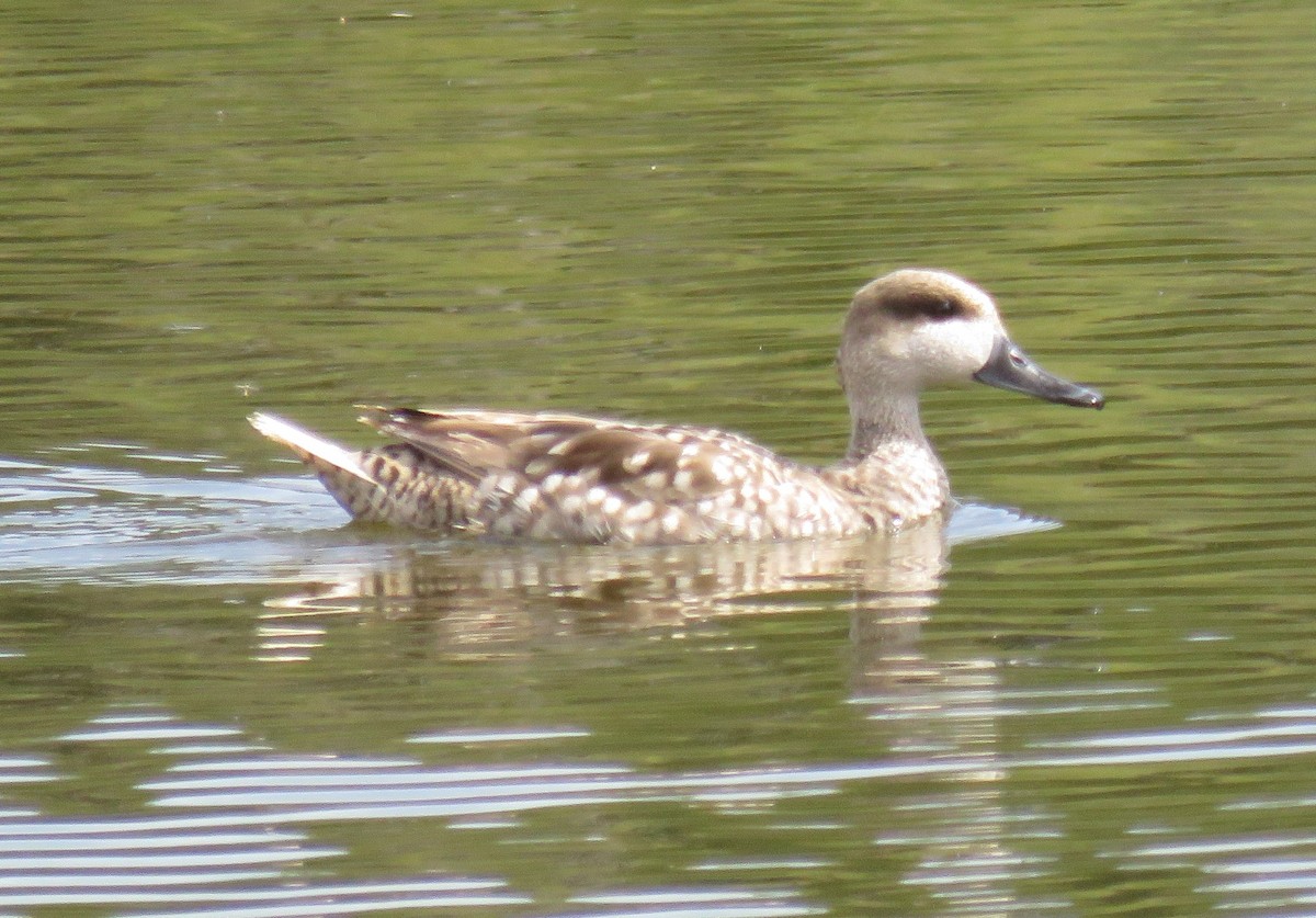 Marbled Duck - ML636037836