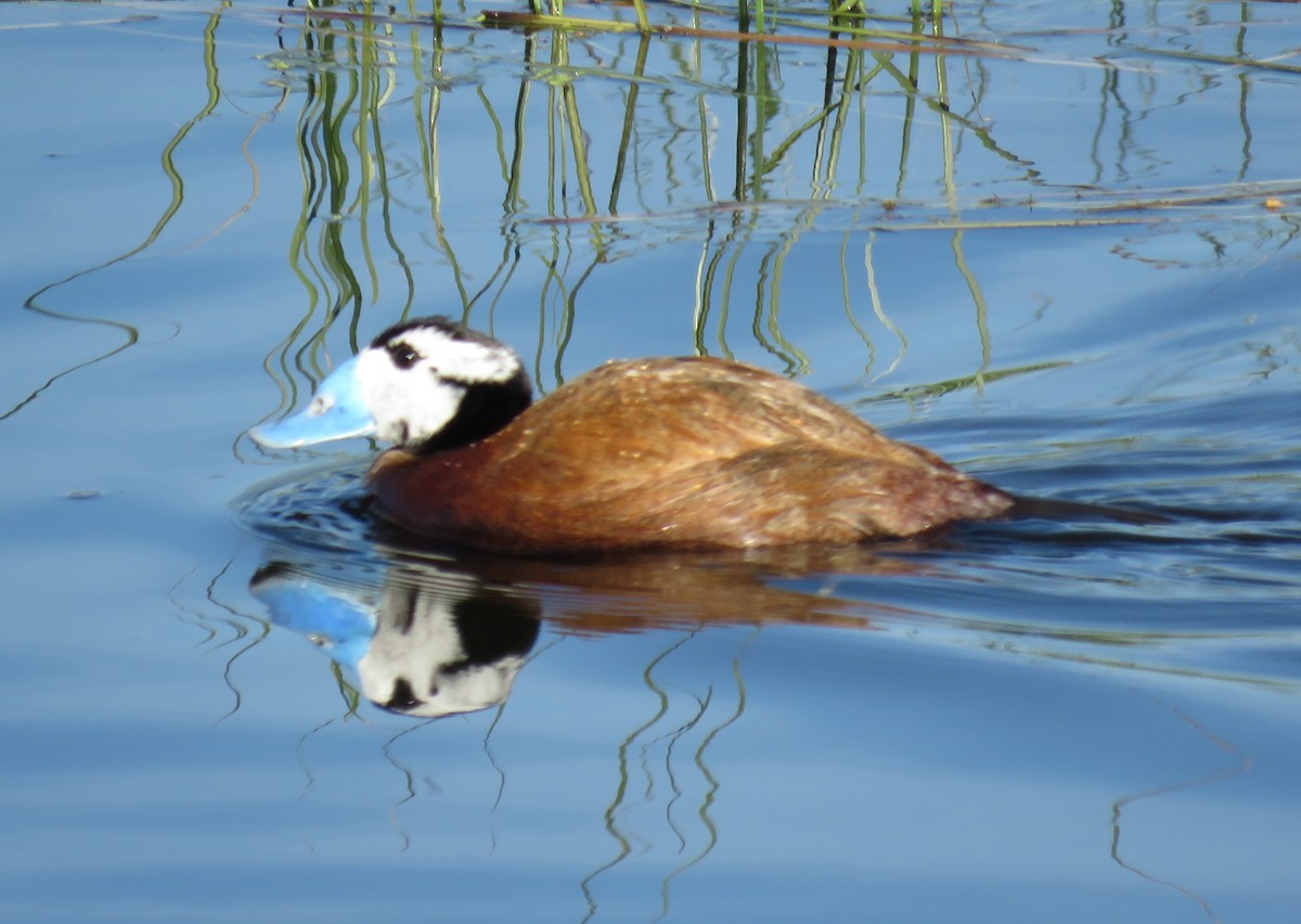 White-headed Duck - ML636037880