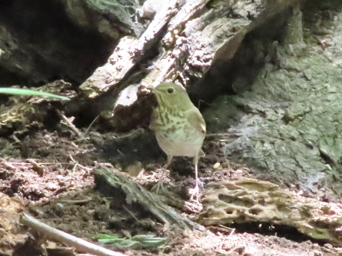 Swainson's Thrush - ML636037881