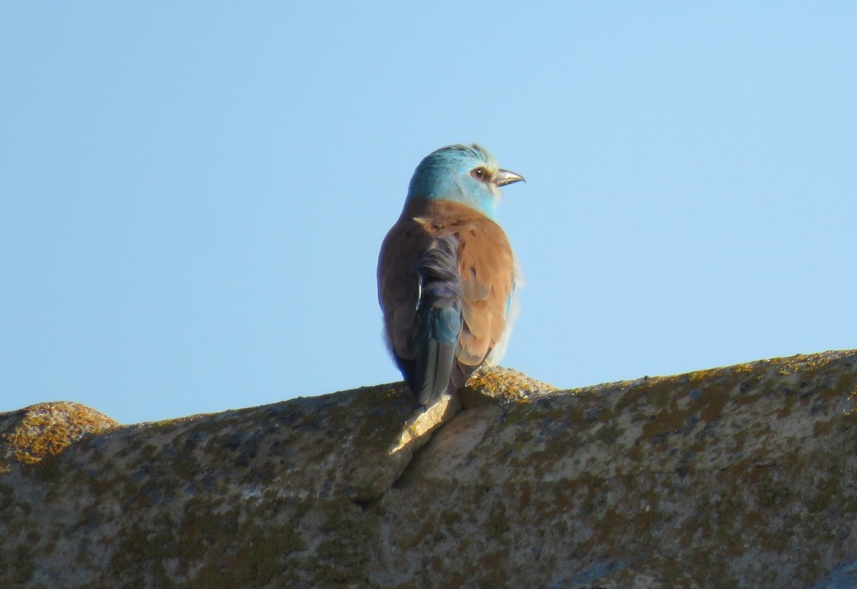 European Roller - ML636037922