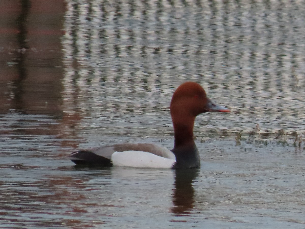 rødhodeand x taffeland (hybrid) - ML636037965