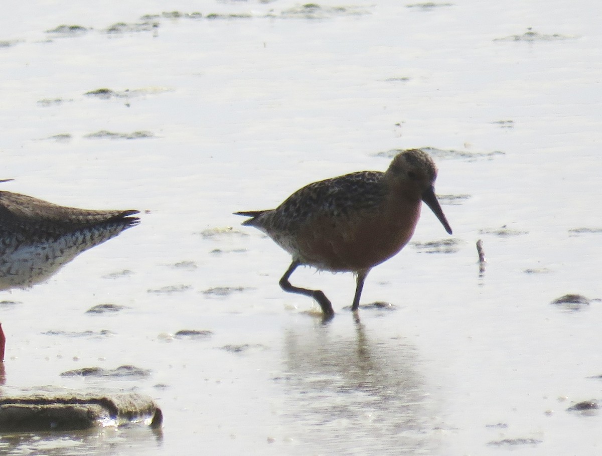 Red Knot - ML636037993