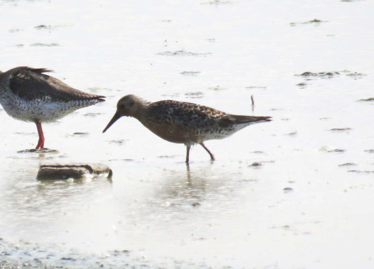 Red Knot - ML636037994