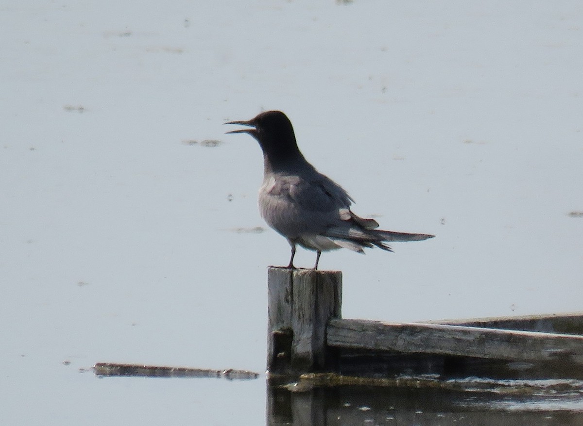 Black Tern - ML636038148