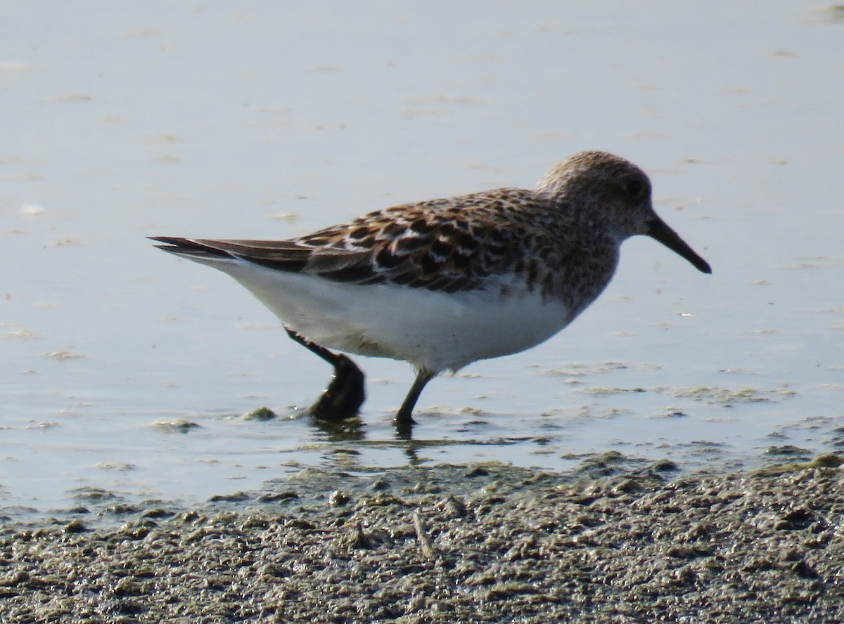 Sanderling - ML636038169