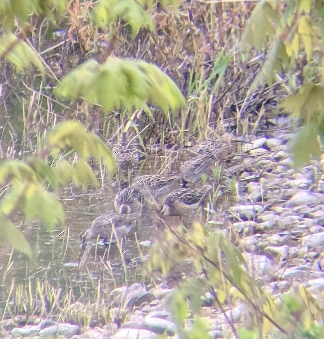 Short-billed Dowitcher - ML636038171