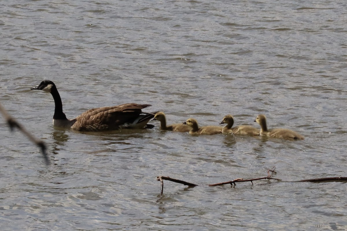 Canada Goose - ML636038176