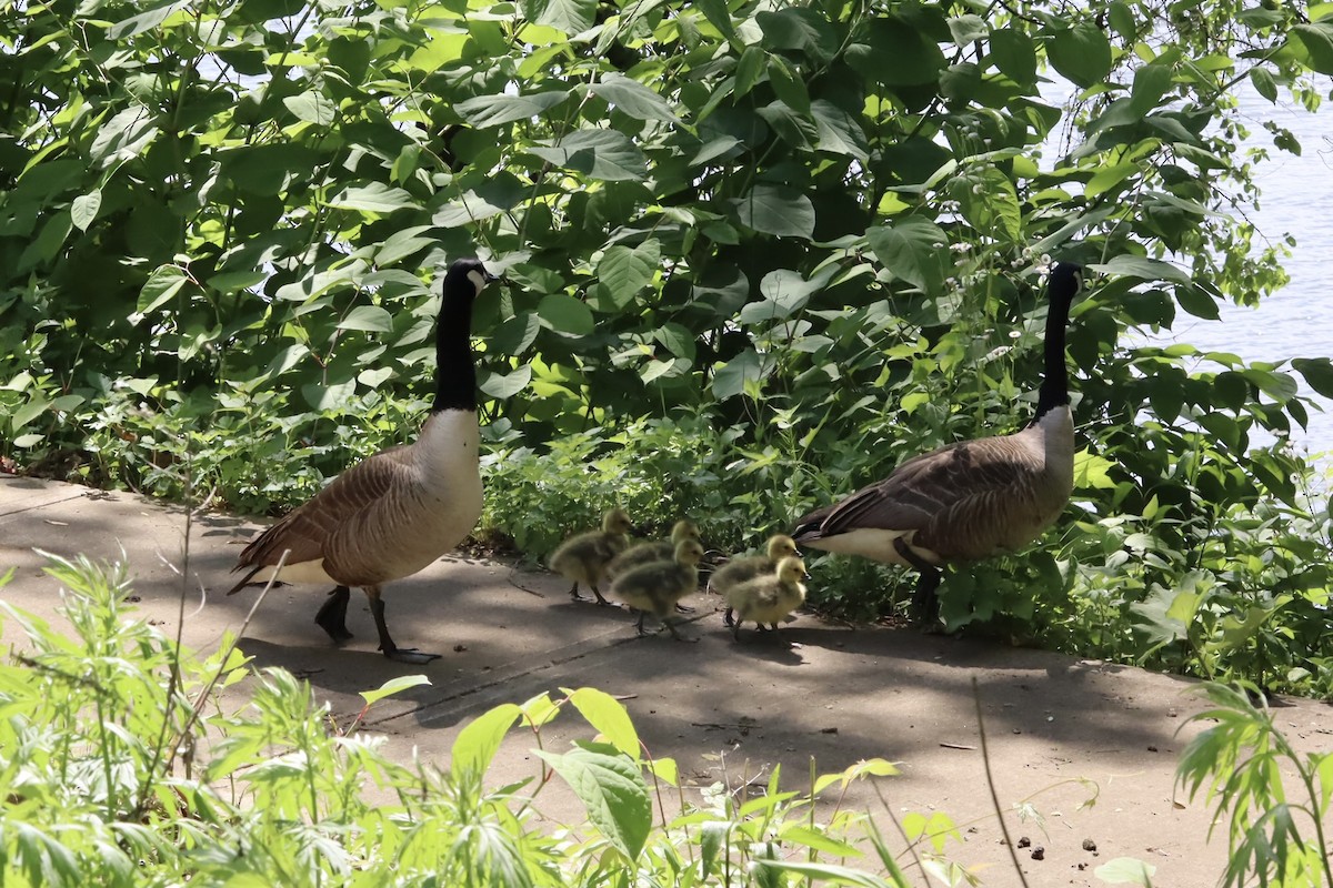 Canada Goose - ML636038177