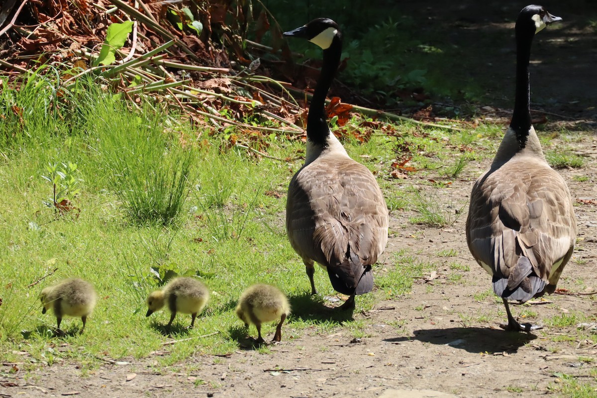 Canada Goose - ML636038178