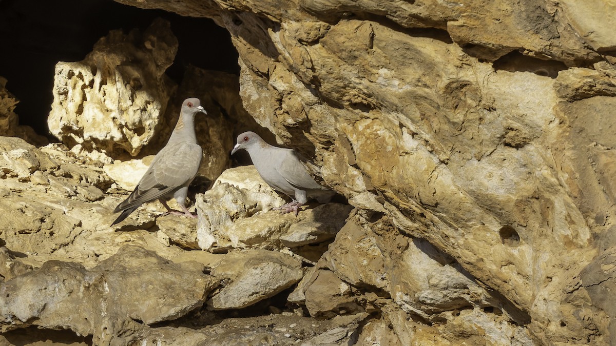 Somali Pigeon - ML636038198