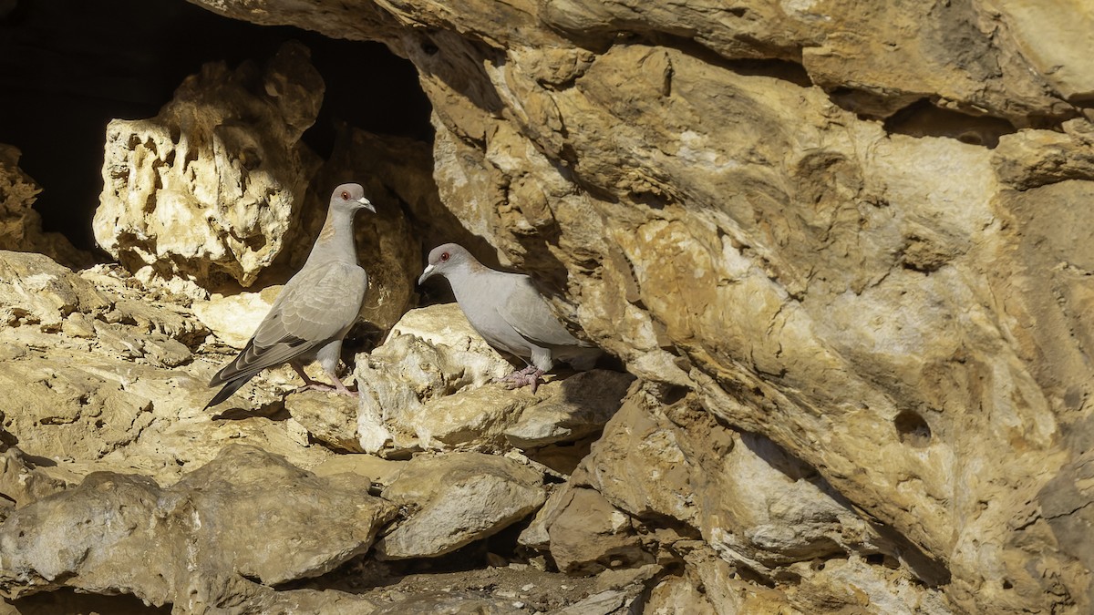 Somali Pigeon - ML636038199