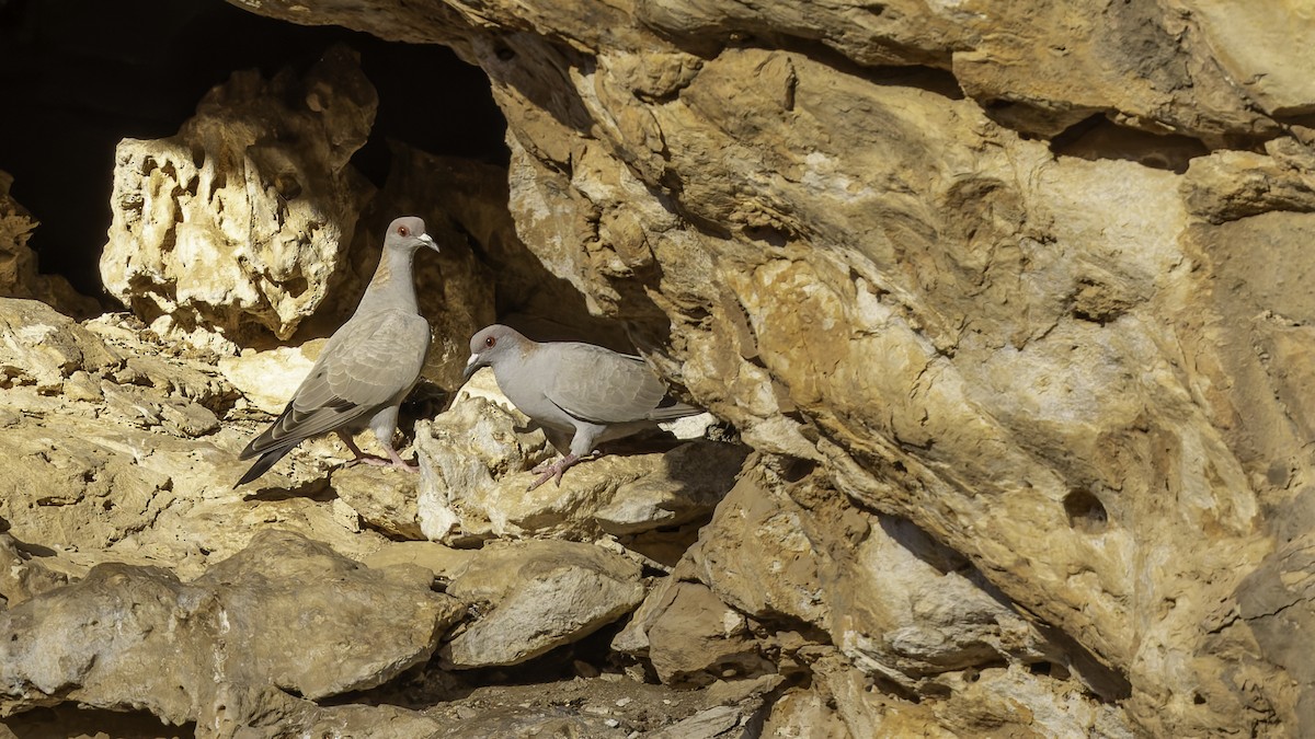 Somali Pigeon - ML636038203