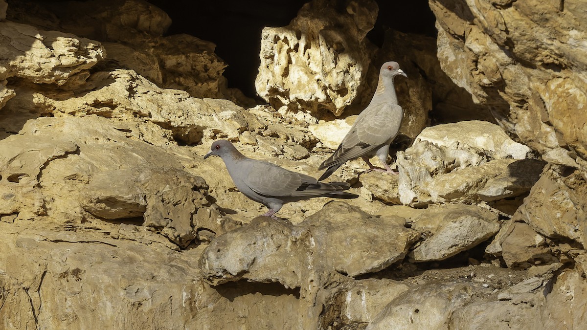 Somali Pigeon - ML636038205