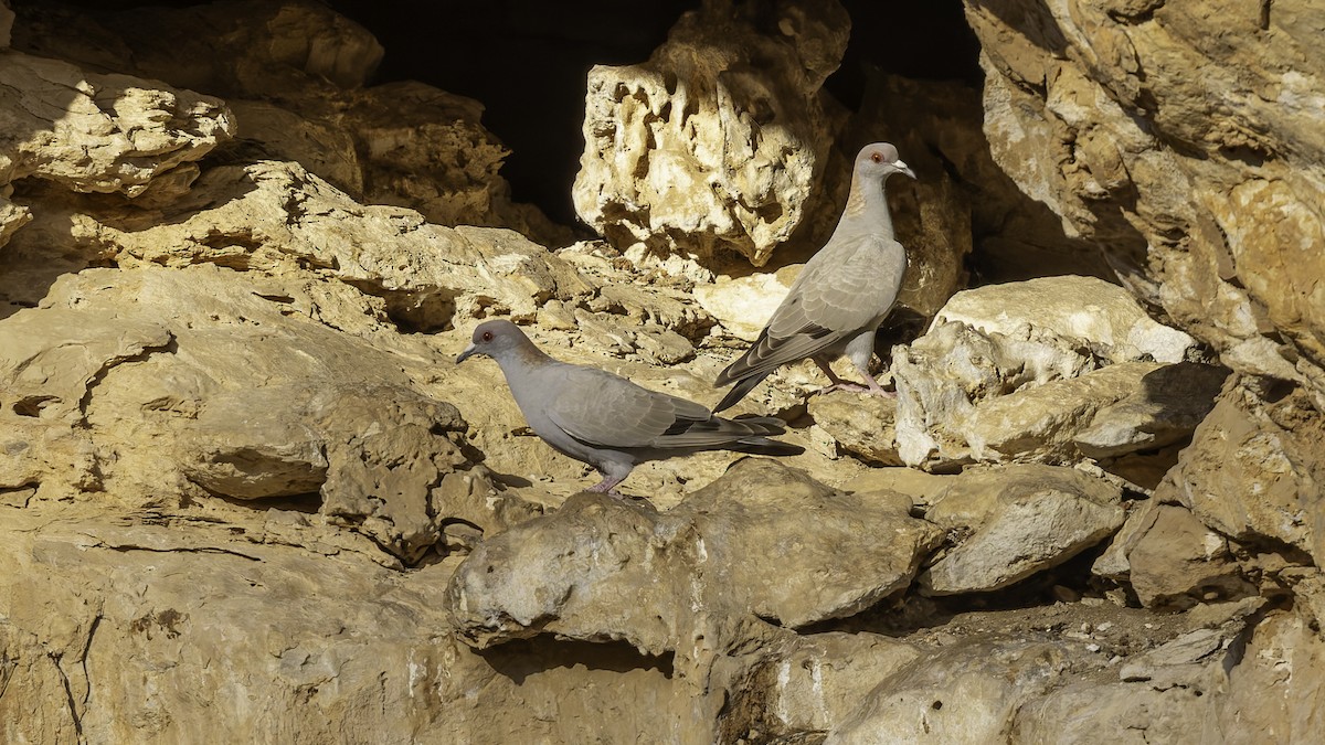 Somali Pigeon - ML636038207