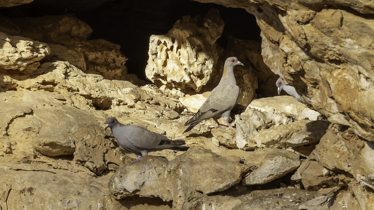 Somali Pigeon - ML636038209