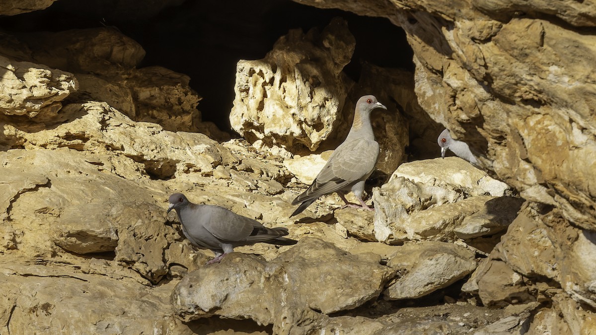 Somali Pigeon - ML636038210