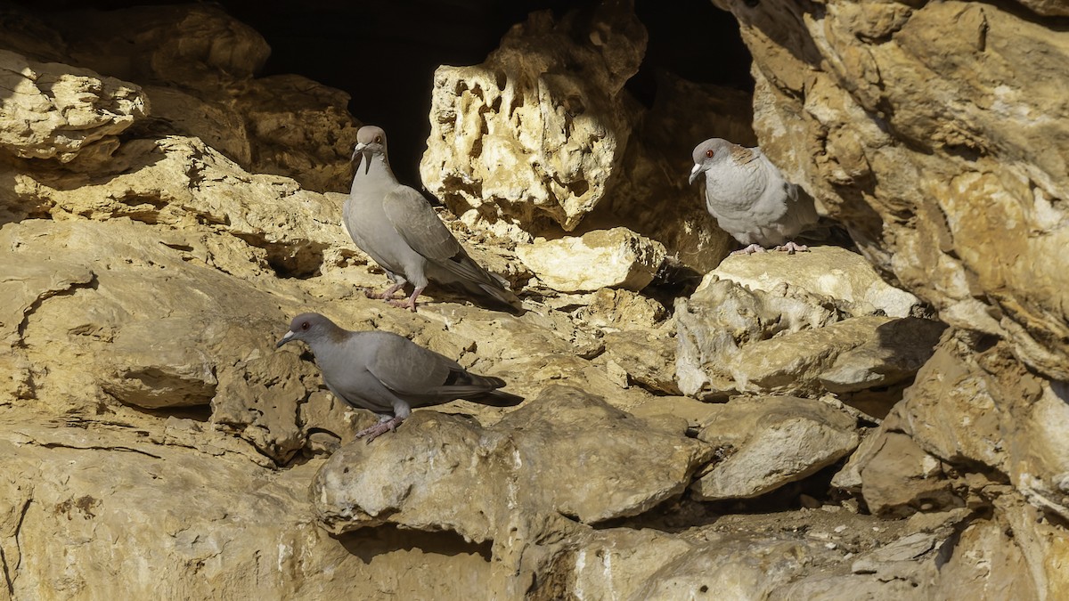 Somali Pigeon - ML636038211