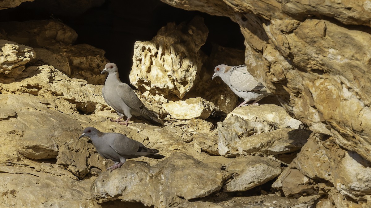 Somali Pigeon - ML636038212