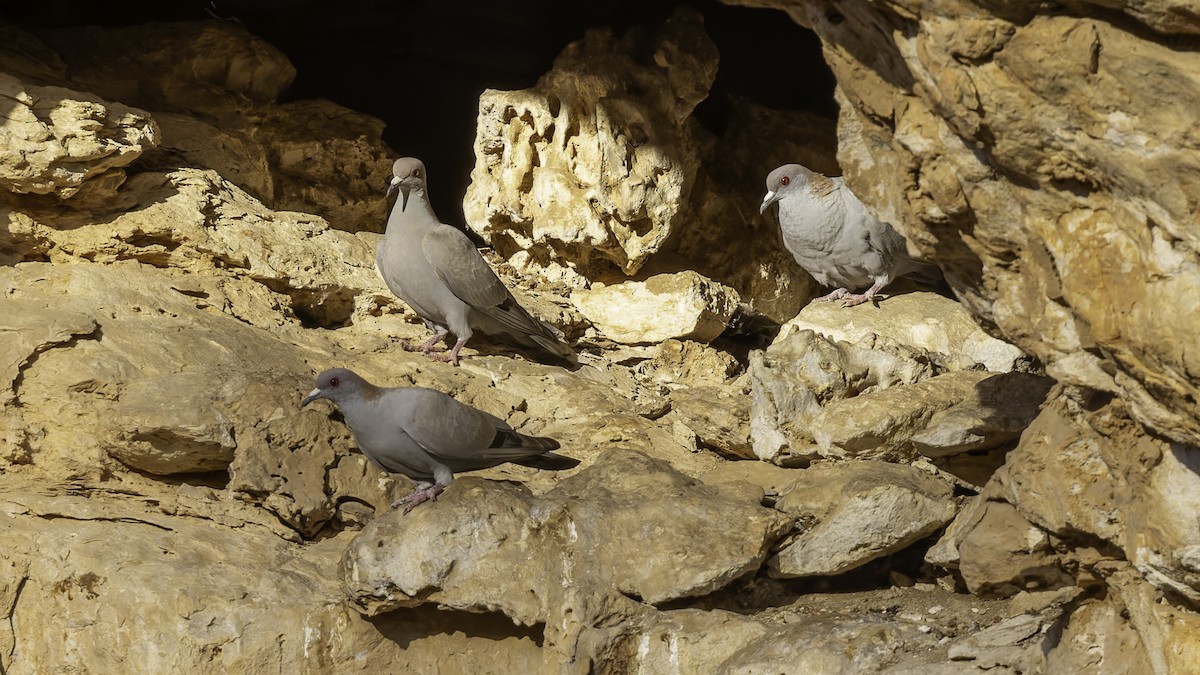 Somali Pigeon - ML636038213
