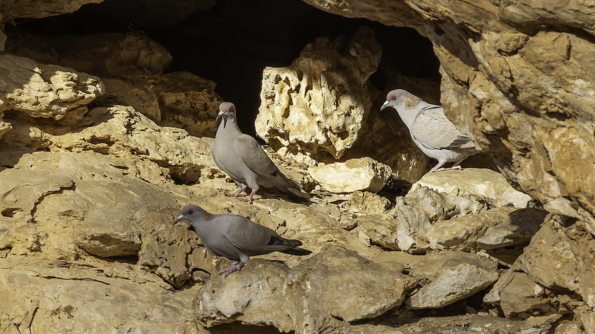 Somali Pigeon - ML636038214