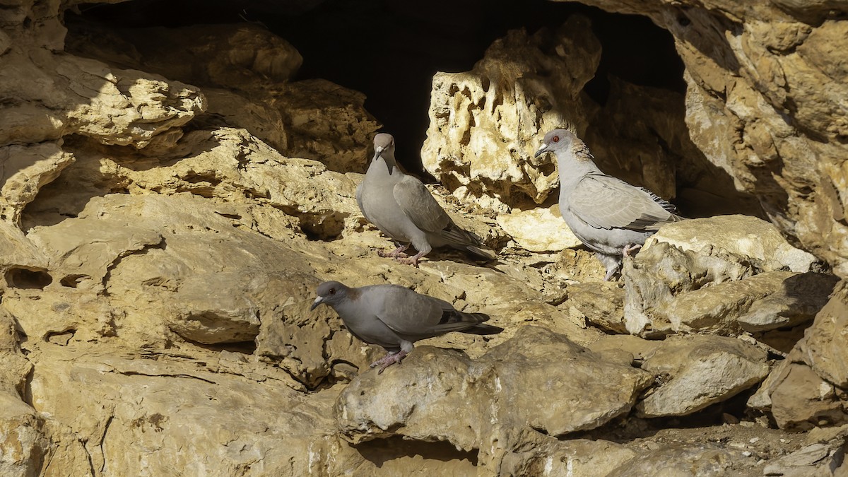 Somali Pigeon - ML636038215