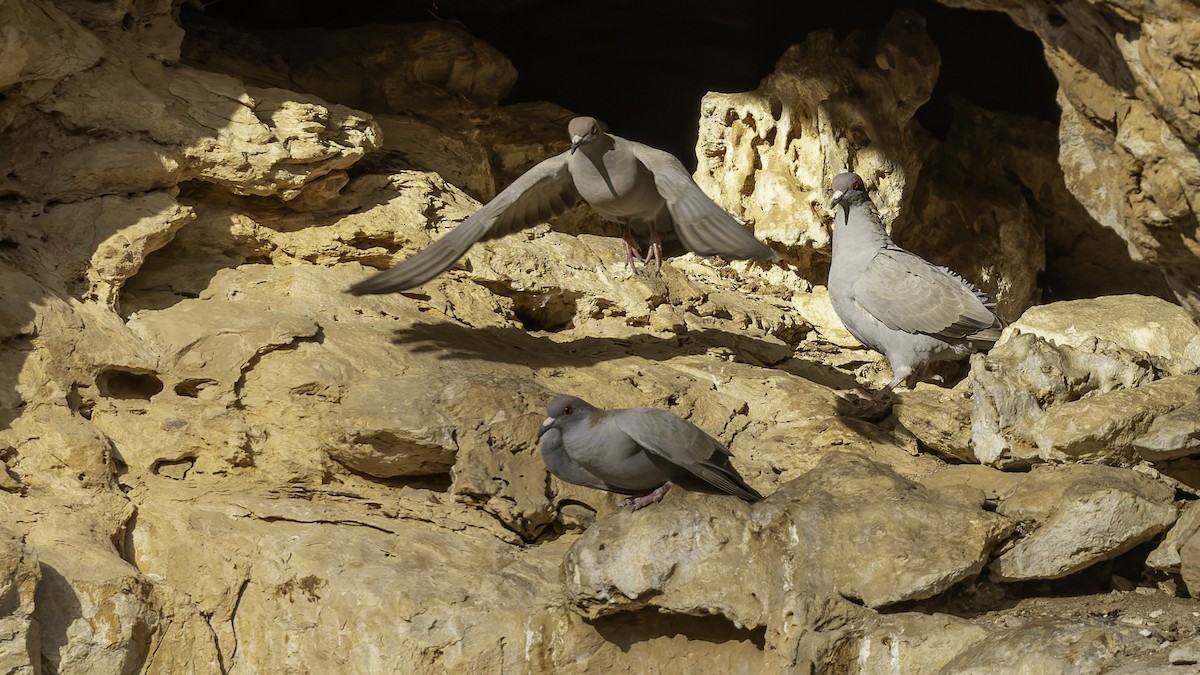 Somali Pigeon - ML636038216