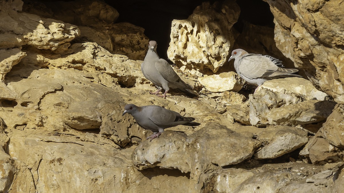Somali Pigeon - ML636038217