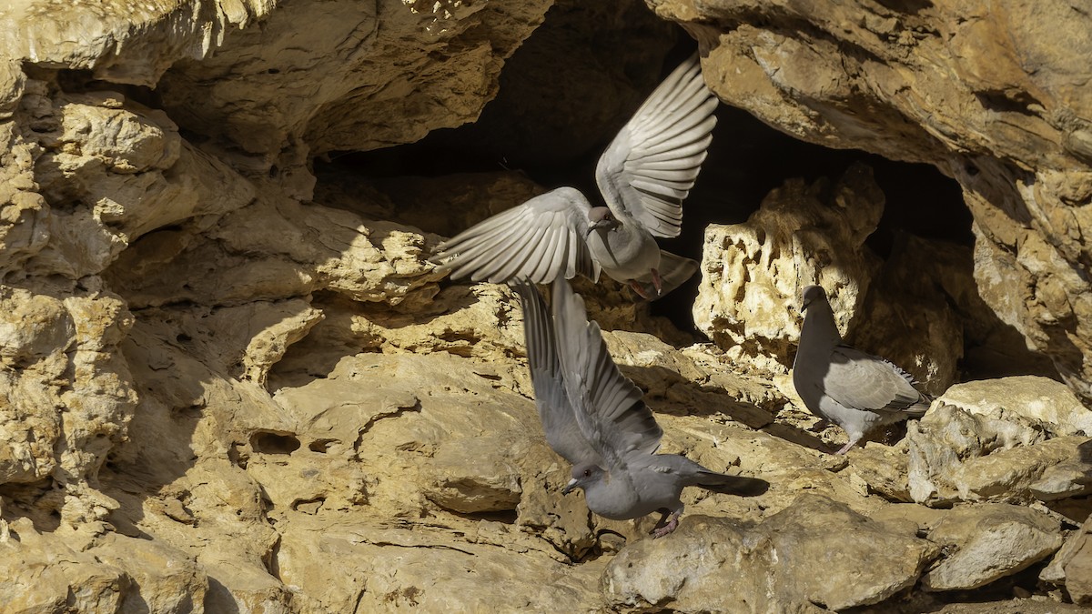 Somali Pigeon - ML636038218