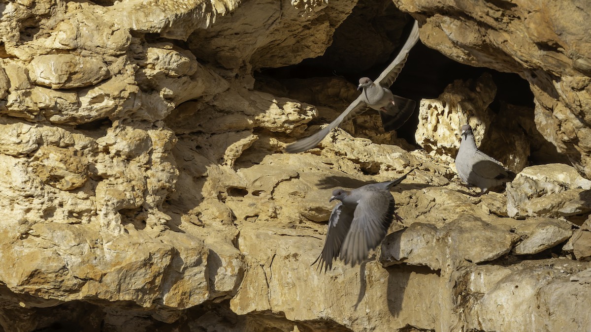Somali Pigeon - ML636038219