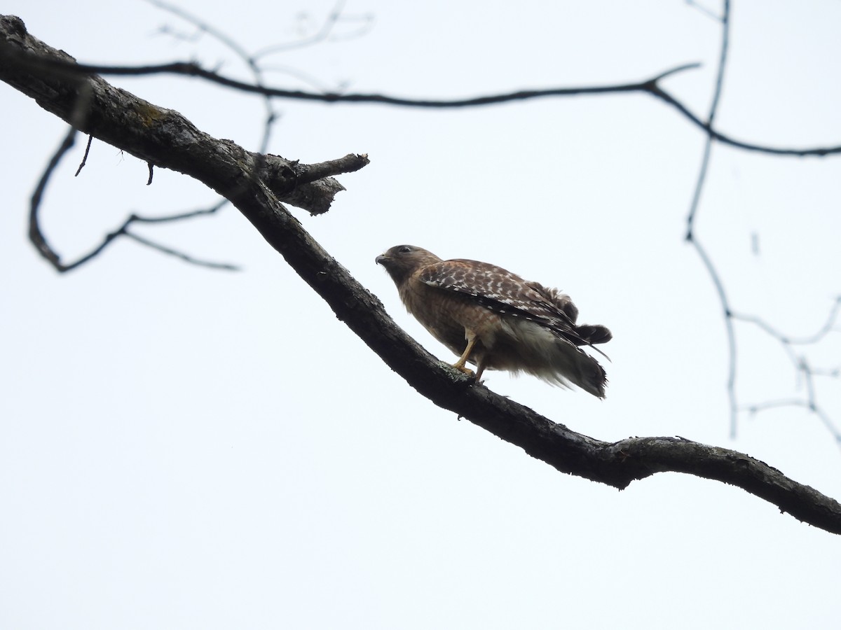 Red-shouldered Hawk - ML636038283