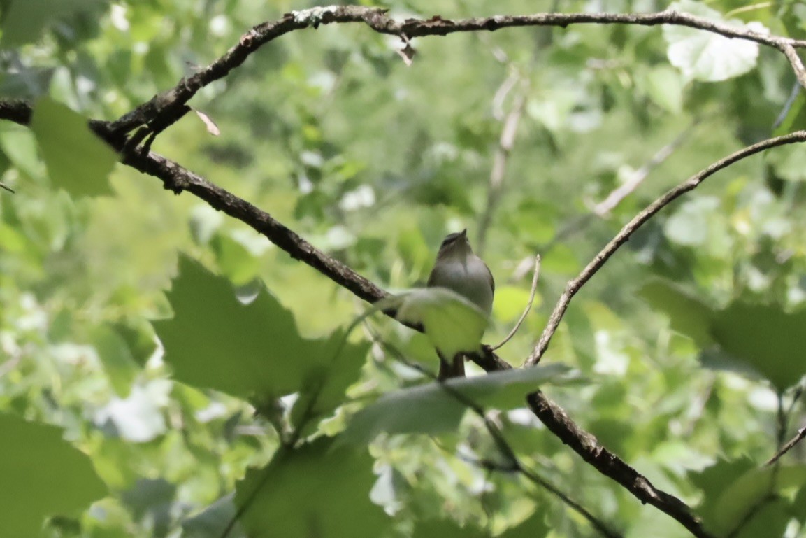 rødøyevireo - ML636038336