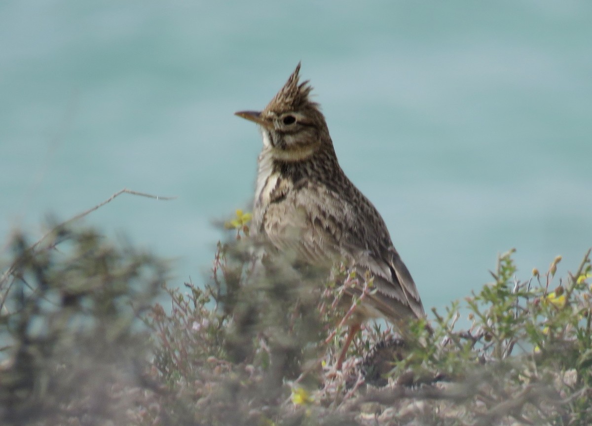 Thekla's Lark - ML636038388