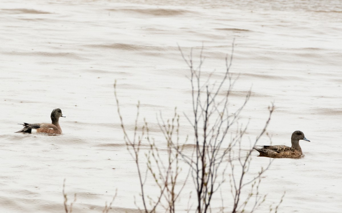 American Wigeon - ML636038453