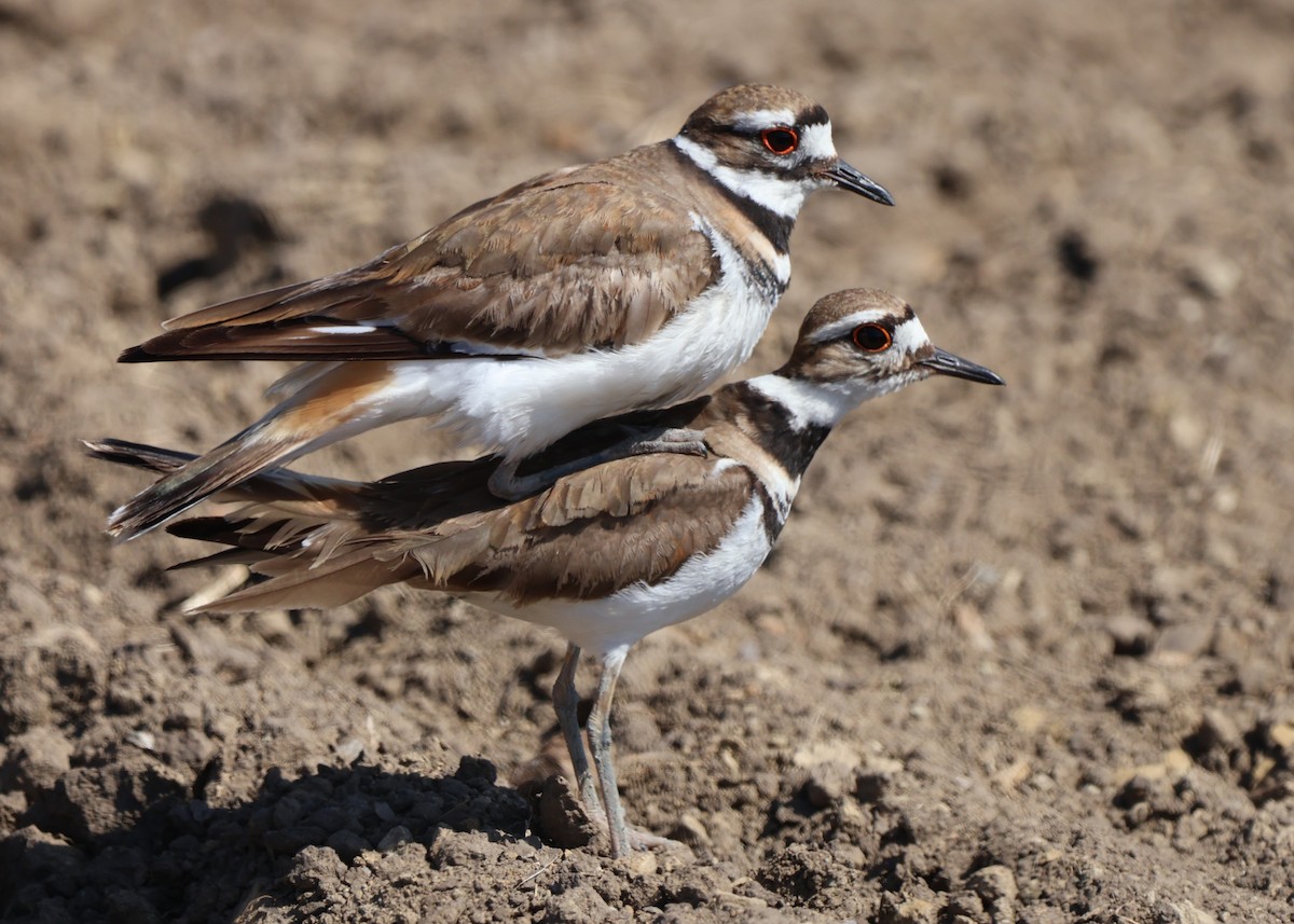 Killdeer - ML636038458