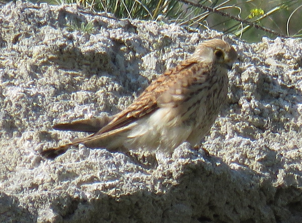 Eurasian Kestrel - ML636038481