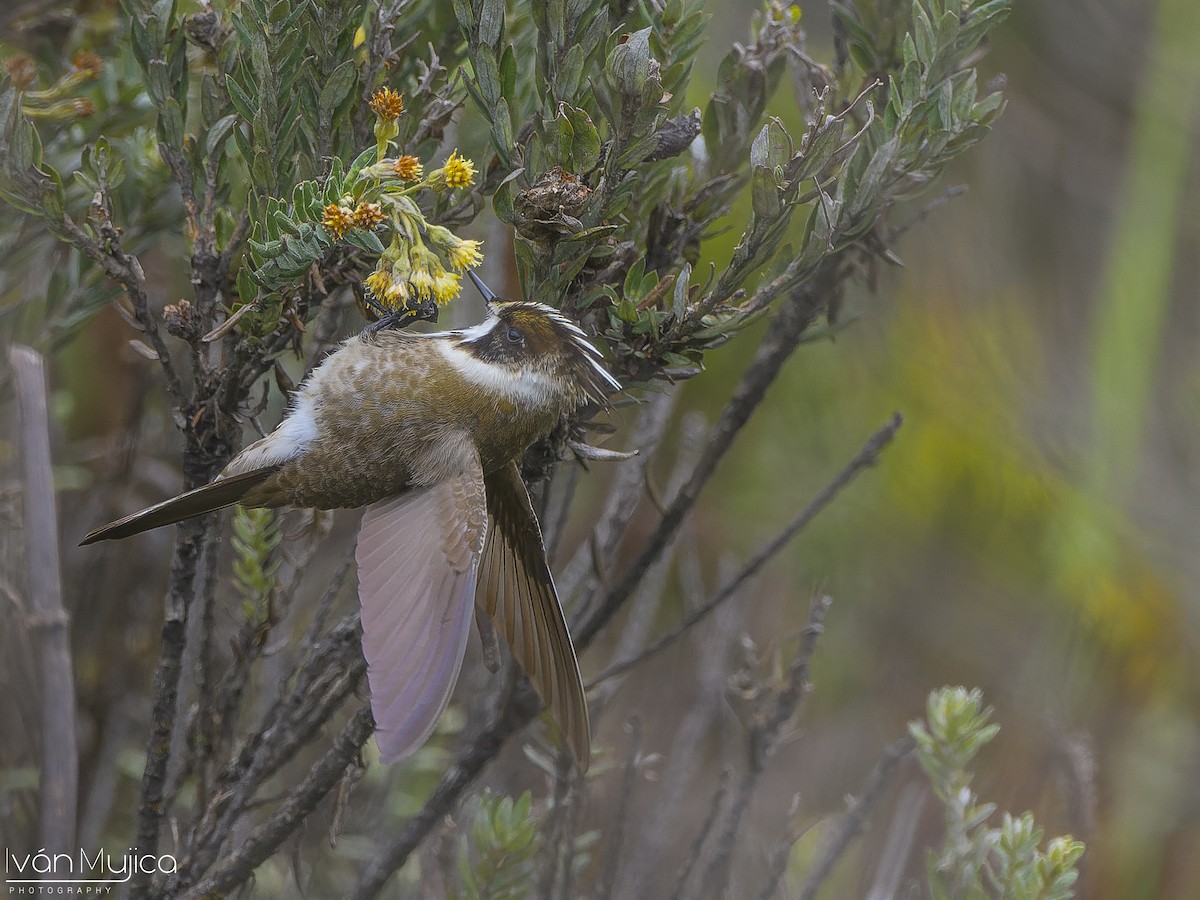 Green-bearded Helmetcrest - ML636038482