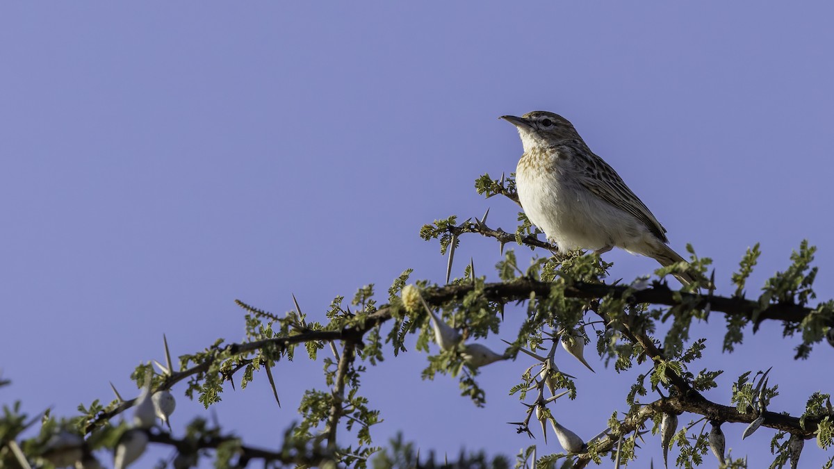 Gillett's Lark - ML636038496
