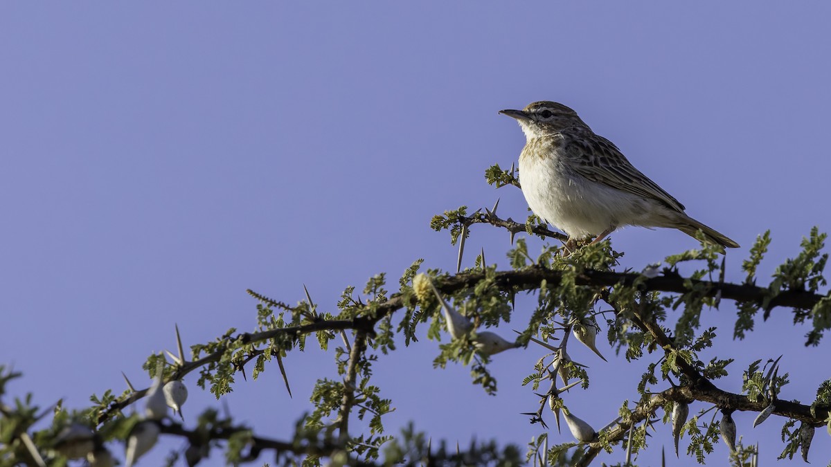 Gillett's Lark - ML636038498